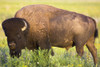 Bison In Grasslands National Park;Saskatchewan Canada PosterPrint - Item # VARDPI2316521