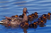 Female Mallard Duck with Chicks  Ohio Poster Print by Panoramic Images (19 x 12) - Item # PPI102265