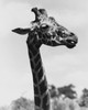 Portrait of a giraffe Poster Print - Item # VARSAL25530925