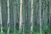 http://c328301.r1.cf1.rackcdn.com/DPI1767608LARGE.jpg