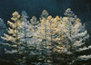 Forest trees with sunlight at sunrise Poster Print by Panoramic Images (24 x 18) - Item # PPI136862
