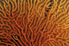 Australia, Coral Sea Fan, Close-Up Bright Orange And Yellow Branches. PosterPrint - Item # VARDPI1990384