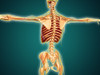 Back view of human skeleton with nervous system, arteries and veins Poster Print - Item # VARPSTSTK700605H