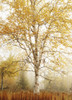 Birch Trees In Autumn; Thunder Bay, Ontario, Canada PosterPrint - Item # VARDPI2068772