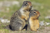 Columbian Ground Squirrels, Banff National Park, Alberta. PosterPrint - Item # VARDPI2021060