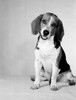 Studio portrait of Beagle Poster Print - Item # VARSAL255420559