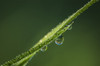 Dew glistens on the grass; Astoria, Oregon, United States of America PosterPrint - Item # VARDPI12254899