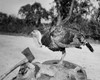 Side profile of a turkey and axe on a tree stump Poster Print - Item # VARSAL255669