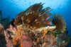 Colorful crinoids and soft corals adorn a reef in Raja Ampat, West Papua, Indonesia Poster Print - Item # VARPSTSJN400515U