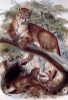 Puma  Artist Unknown Poster Print - Item # VARSAL900130588