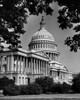 Plants in front of a government building  Capitol Building  Washington DC  USA Poster Print - Item # VARSAL2551914