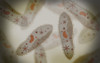 Microscopic view of paramecium Poster Print - Item # VARPSTSTK700476H