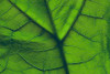 Close-Up Of A Leaf PosterPrint - Item # VARDPI1778971