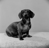 Studio shot of Dachshund Poster Print - Item # VARSAL255424877