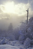 Snow Covered Trees, Vancouver, British Columbia, Canada PosterPrint - Item # VARDPI1771975