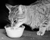 Cat drinking milk from a bowl Poster Print - Item # VARSAL25529834