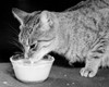 Cat drinking milk from a bowl Poster Print - Item # VARSAL25529834
