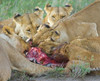 Five lions eating a dead zebra  Ngorongoro Conservation Area  Arusha Region  Tanzania (Panthera leo) Poster Print by Panoramic Images (24 x 20) - Item # PPI95953