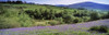Bluebells In A Field, Sally Gap, County Wicklow, Republic Of Ireland PosterPrint - Item # VARDPI1798874