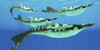 Pteraspis is an extinct genus of jawless ocean fish that lived in the Devonian period Poster Print - Item # VARPSTCFR200245P
