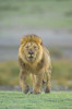 Portrait of a Lion walking in a field  Ngorongoro Conservation Area  Arusha Region  Tanzania (Panthera leo) Poster Print by Panoramic Images (16 x 24) - Item # PPI95855