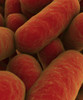 Microscopic view of bacteria Poster Print - Item # VARPSTSTK700853H