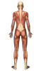 Female muscular system, back view Poster Print - Item # VARPSTSTK700139H