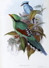 Hunting Cissa  John Gould Poster Print - Item # VARSAL900139689