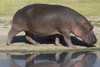 Side profile of a hippopotamus walking  Ngorongoro Crater  Ngorongoro Conservation Area  Tanzania (Hippopotamus amphibius) Poster Print by Panoramic Images (16 x 11) - Item # PPI95738