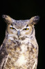 Great Horned Owl (Bubo Virginianus) Portrait. PosterPrint - Item # VARDPI1978593