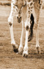 A Young Giraffe PosterPrint - Item # VARDPI1779949