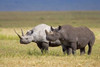 Side profile of two Black rhinoceroses standing in a field  Ngorongoro Crater  Ngorongoro Conservation Area  Tanzania Poster Print by Panoramic Images (16 x 11) - Item # PPI95731