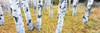 http://c328301.r1.cf1.rackcdn.com/PPI166441S.jpg