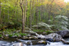 Dogwood trees in spring along Middle Prong, Little River, Tremont, Great Smoky Mountains National Park, Tennessee, USA Poster Print - Item # VARPPI169323