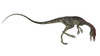 Compsognathus dinosaur, white background Poster Print - Item # VARPSTEDV600177P