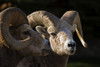 Bighorn Sheep, Waterton National Park, Alberta, Canada PosterPrint - Item # VARDPI1831862