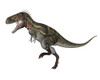 Nanotyrannus dinosaur, white background Poster Print - Item # VARPSTEDV600197P