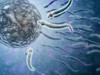 Microscopic view of sperm swimming towards egg Poster Print - Item # VARPSTSTK700471H