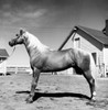 Side profile of a horse standing in a corral Poster Print - Item # VARSAL25532264