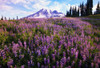Meadow Of Purple Flowers Blooming, Paradise Park Valley, Mount Rainier National Park PosterPrint - Item # VARDPI1783815