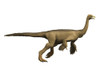 Struthiomimus dinosaur, white background Poster Print - Item # VARPSTNBT600155P