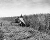 Farmers harvesting sugar cane crop with a combine in a field  Plaquemine  Louisiana  USA Poster Print - Item # VARSAL25530482