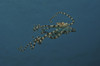 Mimic octopus parachuting down, Lembeh Strait, North Sulawesi, Indonesia Poster Print - Item # VARPSTMME400117U