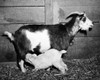 Goat feeding its young Poster Print - Item # VARSAL25530855