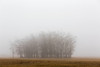 Trees in a foggy field; Alberta, Canada PosterPrint - Item # VARDPI12277126