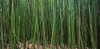 Hawaii, Maui, Bamboo Forest. PosterPrint - Item # VARDPI1975255