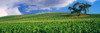 Scenic view of a vineyard, Paso Robles, San Luis Obispo County, California, USA Poster Print - Item # VARPPI168180