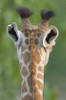 Close-up of a Masai giraffe  Lake Manyara  Arusha Region  Tanzania (Giraffa camelopardalis tippelskirchi) Poster Print by Panoramic Images (16 x 24) - Item # PPI95826