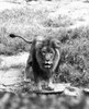 Lion Poster Print - Item # VARSAL25532126