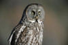Great Grey Owl, Northern British Columbia. PosterPrint - Item # VARDPI2021189